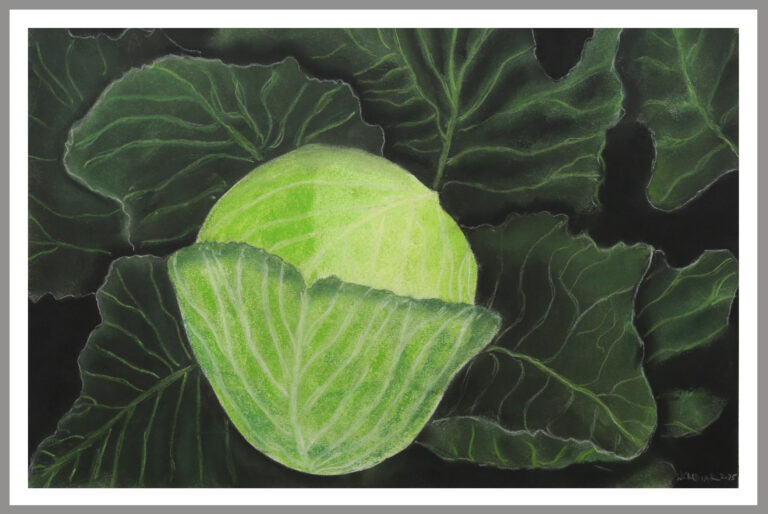 Cabbage 768x514