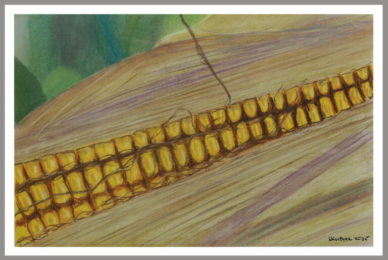 Corn 768x514